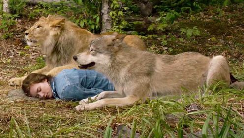 女孩收养狮子和雪狼，遇到危险时，两只猛兽充当保镖