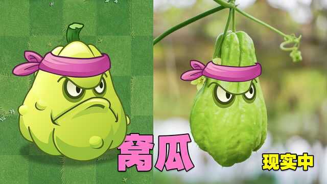 PVZ揭秘:现实生活中的窝瓜长啥样?