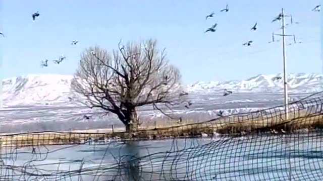 【视频】蔚县莲花池迎来国家一级保护动物红头雁来做客!