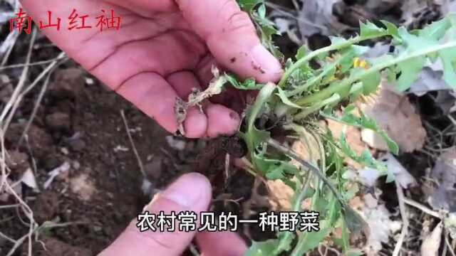 植物蒲公英别名“婆婆丁”,这个妙用厉害了?帮农民省下不少钱