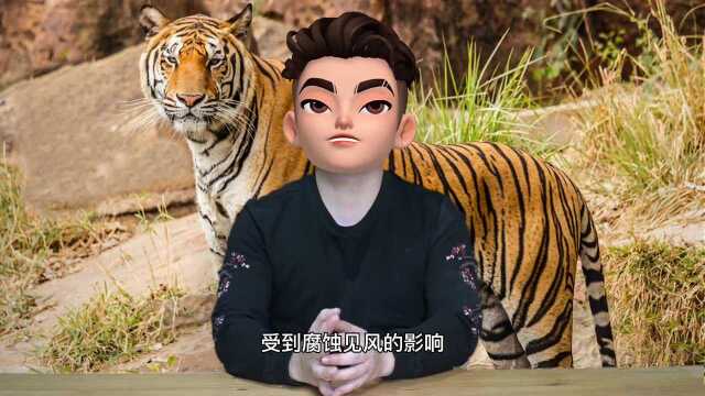 十二生肖之寅虎3