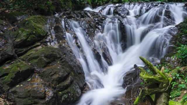 莫里热带雨林景区,这里是负氧离子很高的一个天然森林氧吧