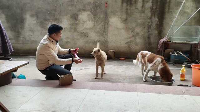 谁说农村的土狗不可爱给它们打扮一下