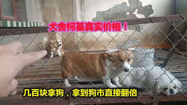 犬舍柯基幼犬太便宜,600能拿下三通小柯基,到了狗市直接翻倍!