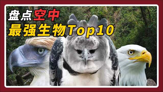 《空中最强生物Top10》