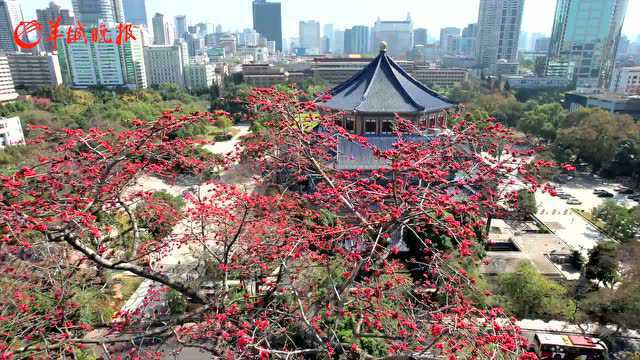 【视频+图集】到中山纪念堂赏木棉,你需要了解这些事……