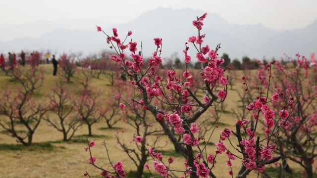 长安唐村4000余株红梅竞相绽放,终南山下春色醉游人