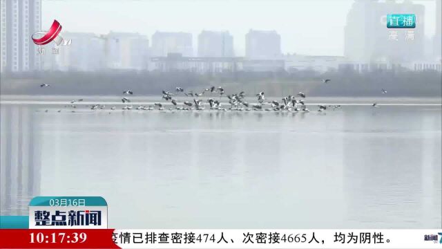 近百只东方白鹳“打卡”河北黄台湖