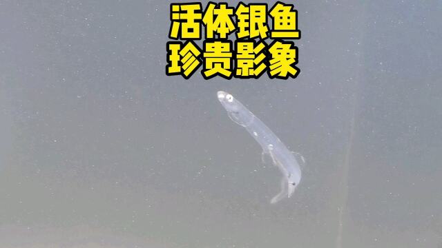 活體銀魚珍貴影象炒蛋的銀魚哦