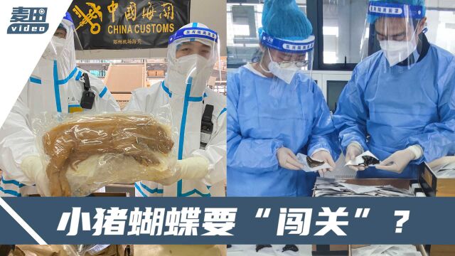 河南郑州海关扣押5050枚蝴蝶标本,还有一只5.5公斤重的整猪