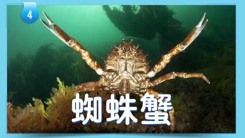 第25集 海洋生物小秘密：蜘蛛蟹