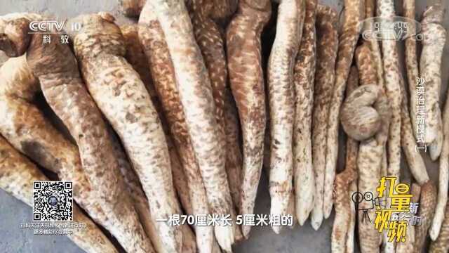 野生肉苁蓉极其稀少,一根70厘米长的就价值上千元!