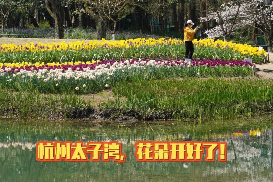 杭州太子湾的郁金香开了,赏花正当时,避开周末会玩得更好