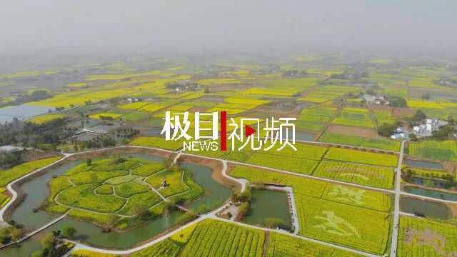 湖北沙洋:万顷油菜花 助力乡村美