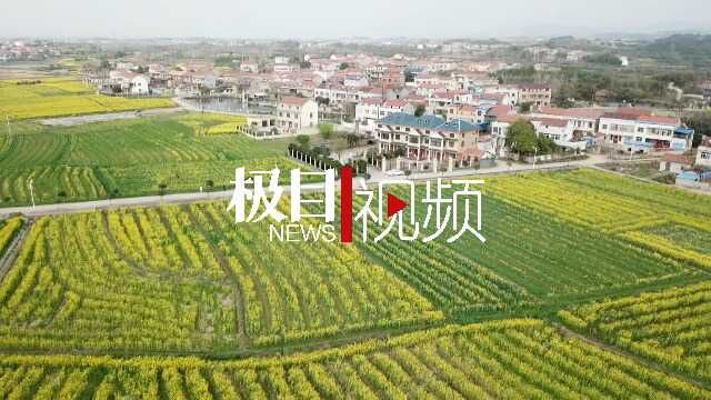 武汉新洲千亩油菜花绽放,寻找春天就到这里来