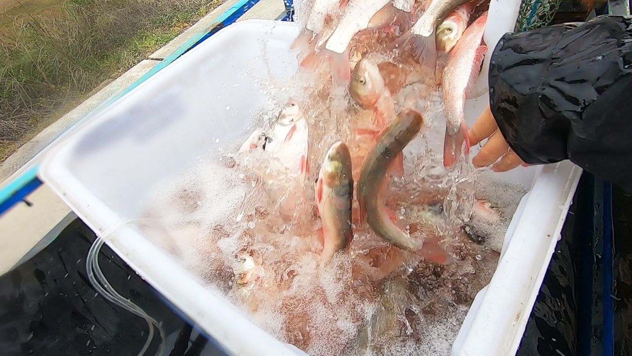 半路接到电话去抓鱼,连爆2桶抓上百斤鱼货,体验到抓鱼抓到手软