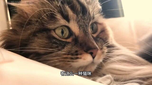 耳朵不同于正常猫咪的卷耳猫,到底是基因缺陷还是猫中异能