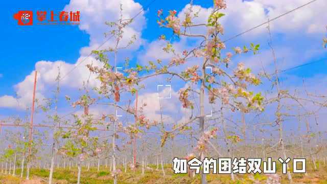 振兴路上花芬芳①|一抹粉黛绕西山 朱唇点绛苹果花