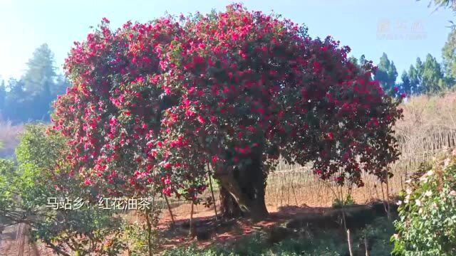 千城胜景|云南腾冲:春深似海 百花争艳