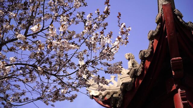 石家庄植物园紫叶李大道之旅