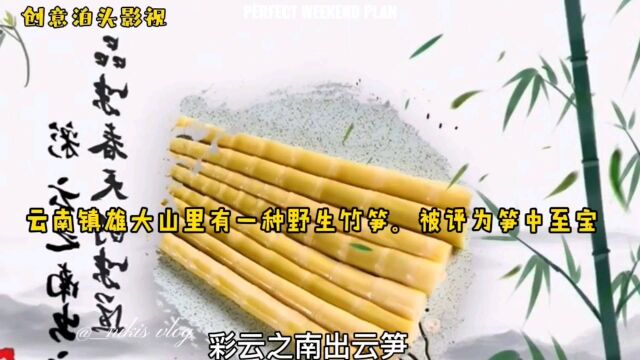 云南镇雄野生竹笋,天赐山珍笋中之宝