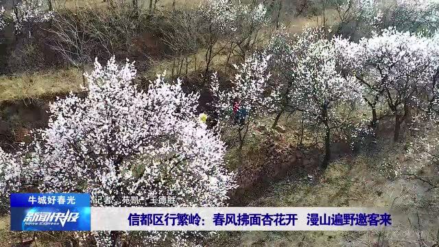 【牛城好春光】信都区行繁岭:春风拂面杏花开 漫山遍野邀客来