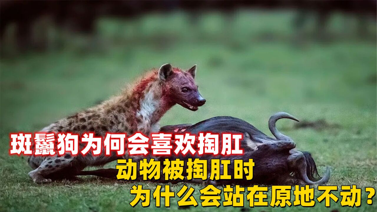 斑鬣狗为何会喜欢掏肛,动物被掏肛时,为什么会站在原地不动?