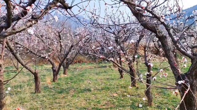 北京郊区顺义丁甲庄村北杏花园 踏青赏花