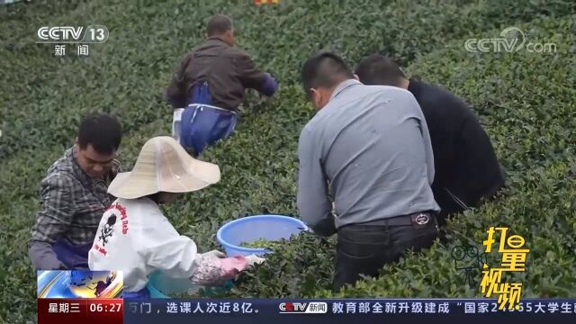 福鼎因地制宜、因村施策,茶产业成为带动乡村振兴的主导产业