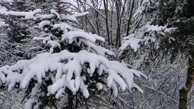 人间四月天 中国最冷小镇呼中上演春雪美景