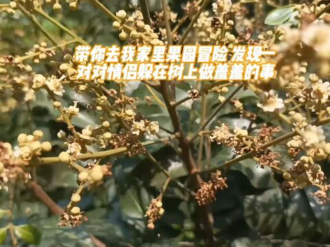 带你去我家里果园冒险 发现一对对情侣躲在树上做羞羞的事#果树 #有机农业