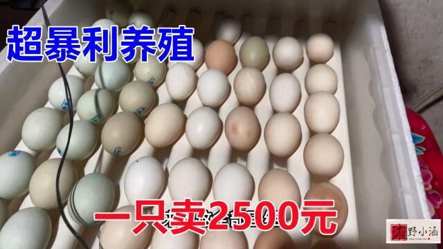 超暴利养殖正在孵化,一只卖2500元,7天照蛋日到了,我怒了