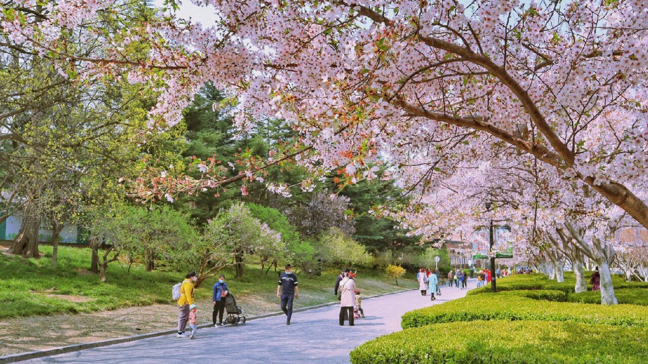 大连劳动公园樱花大道接近尾声了,快来看看吧