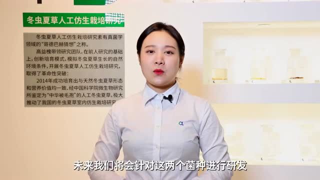 安发在真菌学领域的“哥德巴赫猜想”——青藏冬虫夏草人工仿生栽培上获重大成果