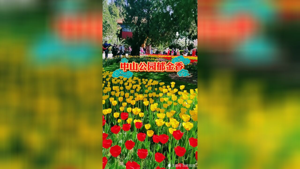 太美了,北京中山公园郁金香进行盛花期,色彩缤纷,娇艳动人