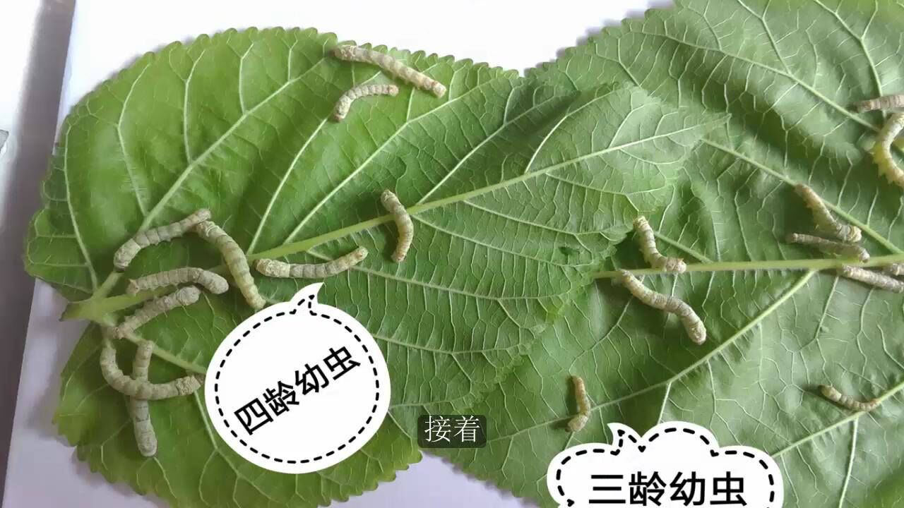 蚕的生殖和发育_腾讯视频