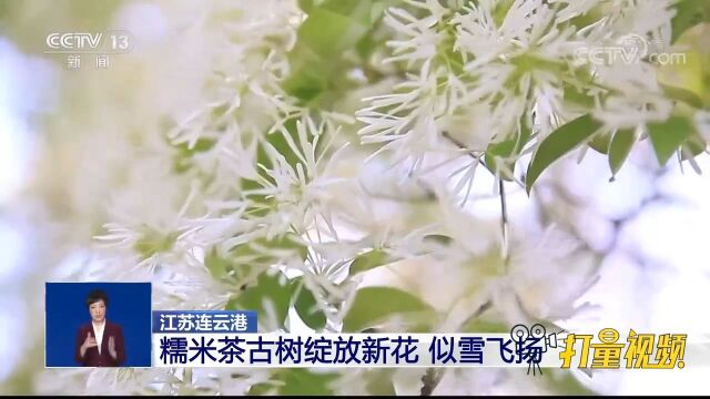 江苏连云港:糯米茶古树绽放新花,满树花朵白如雪