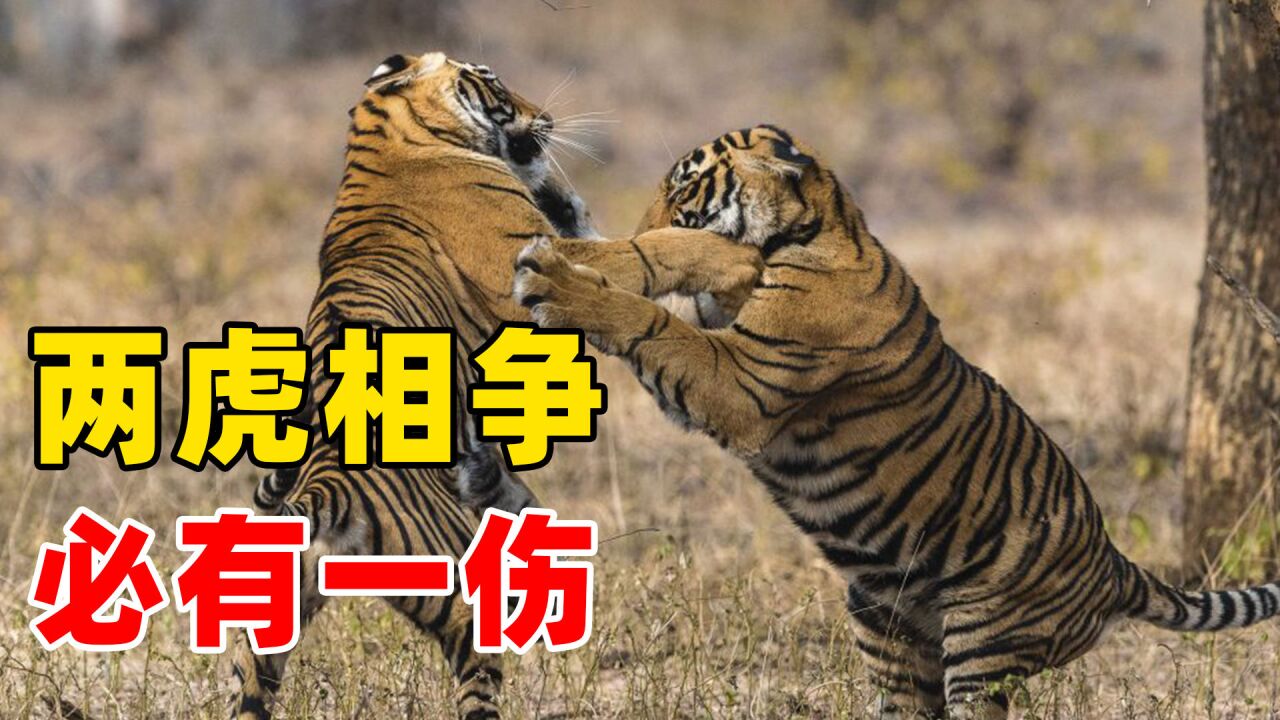 为了争夺领地,两虎相争必有一伤,谁才是最后的胜利者