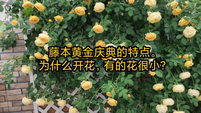 为什么月季的花苞越开越小?