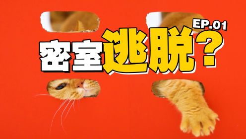 [图]4只猫被困在1个封闭空间中，5分钟内必须逃脱……