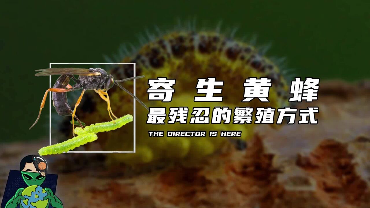 寄生黄蜂:最残忍的繁殖方式