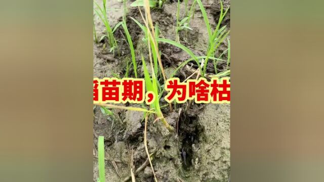 苗期水稻秧苗为什么枯死?#农作物农技110 #三农 #新农人