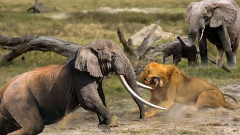 动物世界  大象生气了  狮子老是挑战它的草原霸主之位