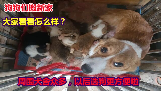 阿杜犬舍搬到新家,周围犬舍也都养了好几十条,以后看狗更加方便啦!