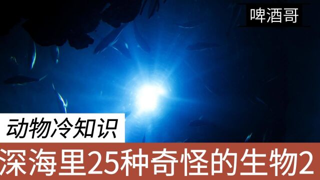 海底究竟有什么超乎想象的生物?动物冷知识:深海25种奇怪生物