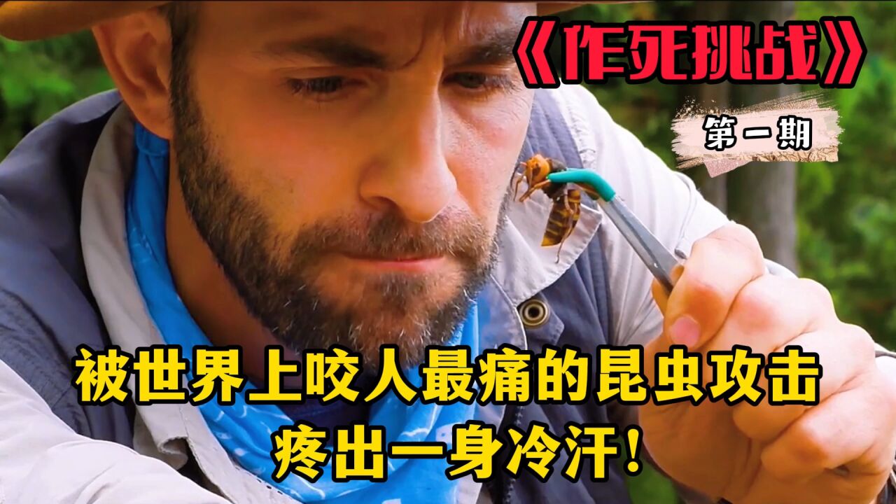 被世界上咬人最痛的昆虫伤到有多痛苦?狼叔作死挑战刽子手黄蜂!