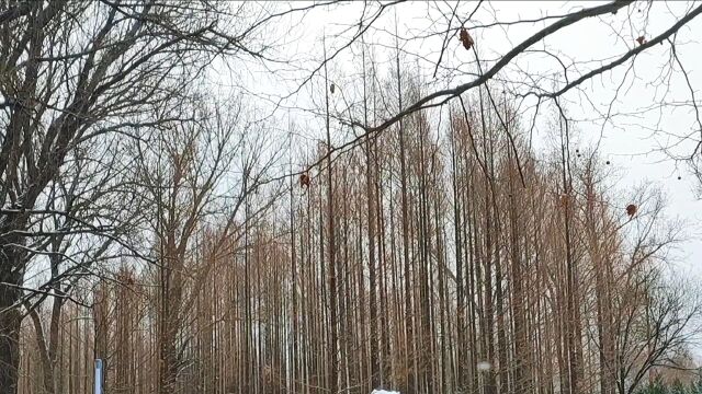 雪中风景白雪覆盖的草坪,高大挺拔的杉树林