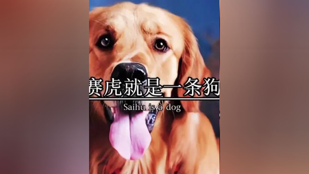 救下三十多人的狗赛虎图片