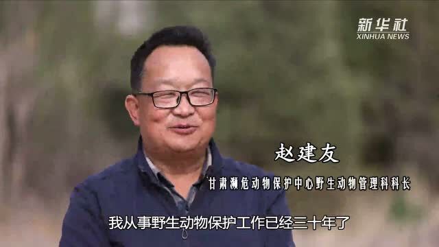 赛加羚羊:保种扩群曲折前行