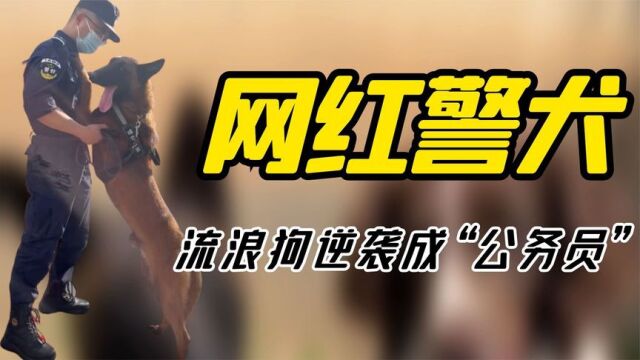 “全网最牛警犬”:流浪狗逆袭“公务员,网友:亲眼看它考上编制